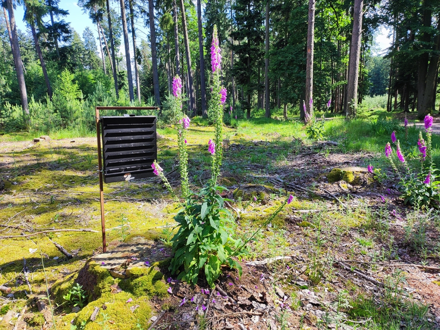 Podivná plastová krabice v lese? Lapač na kůrovce!